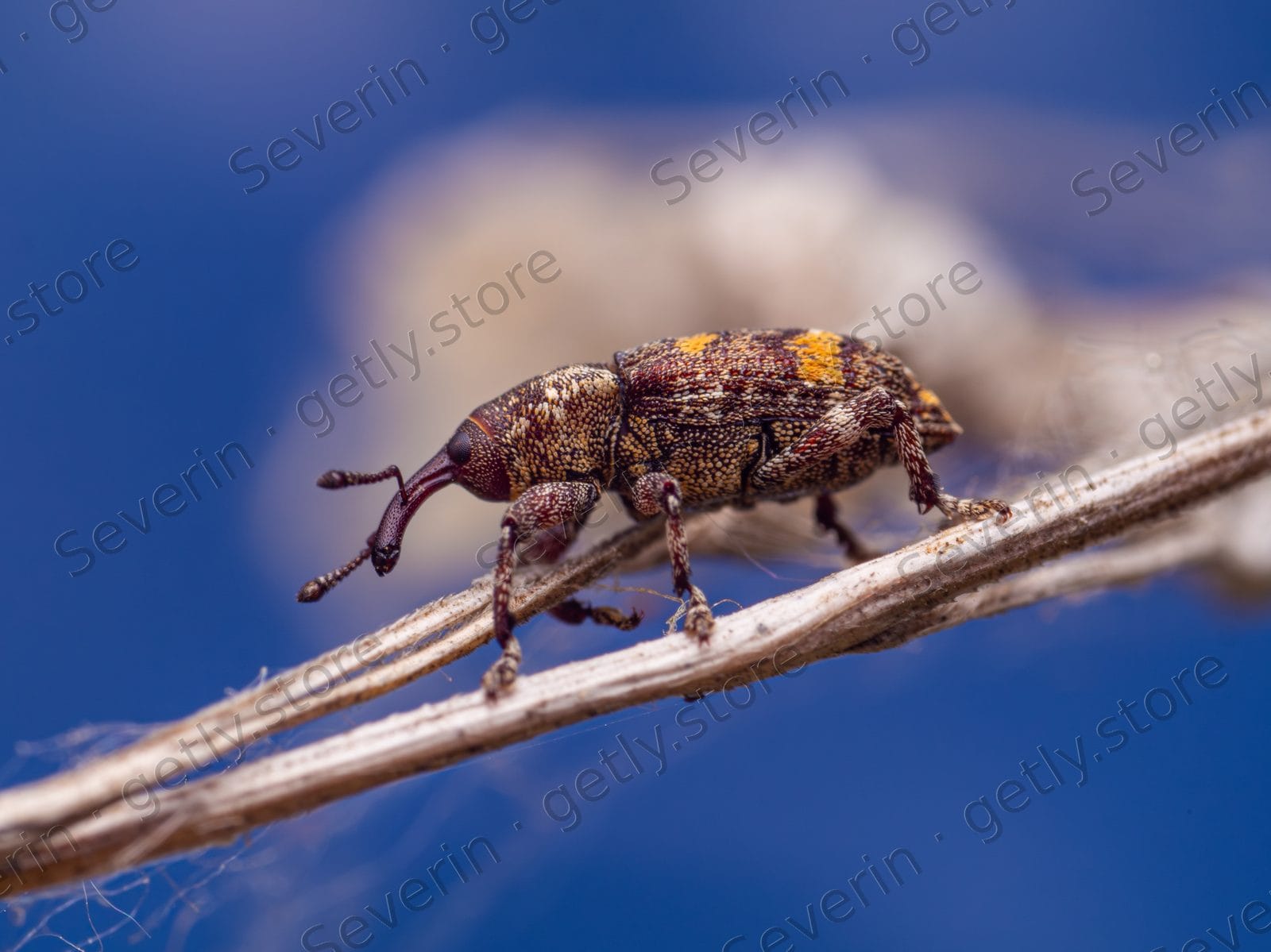 Mottled weevil on a twig against blue sky
