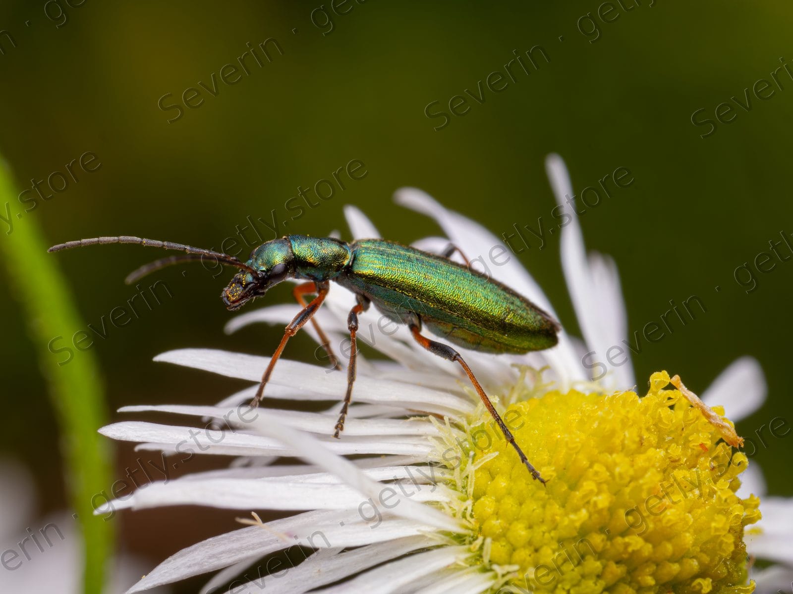 Shiny green beetle on a white daisy petal