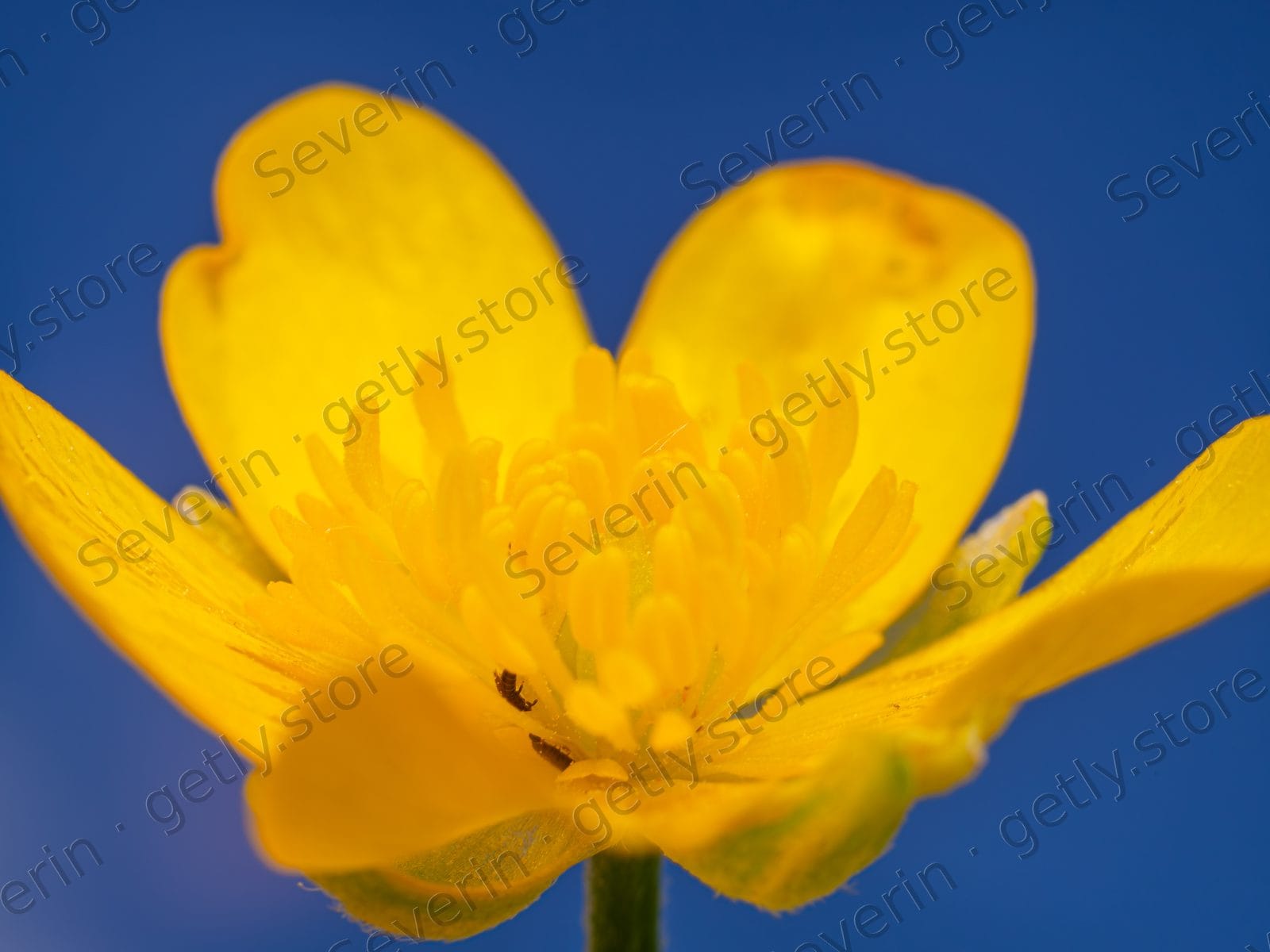 Yellow buttercup in bloom against blue sky