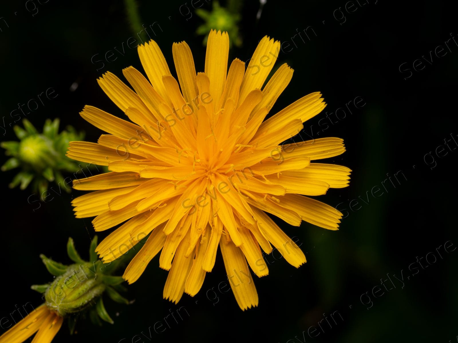 Bright yellow hawkweed flower against dark bokeh