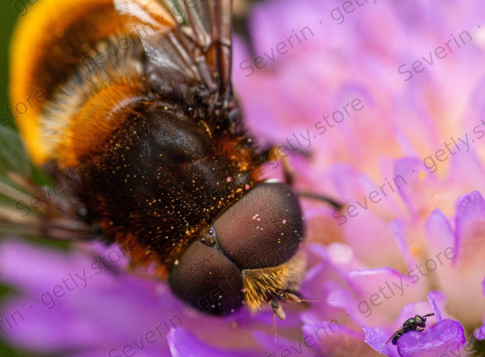 Bumblebee head close-up on a purple flower