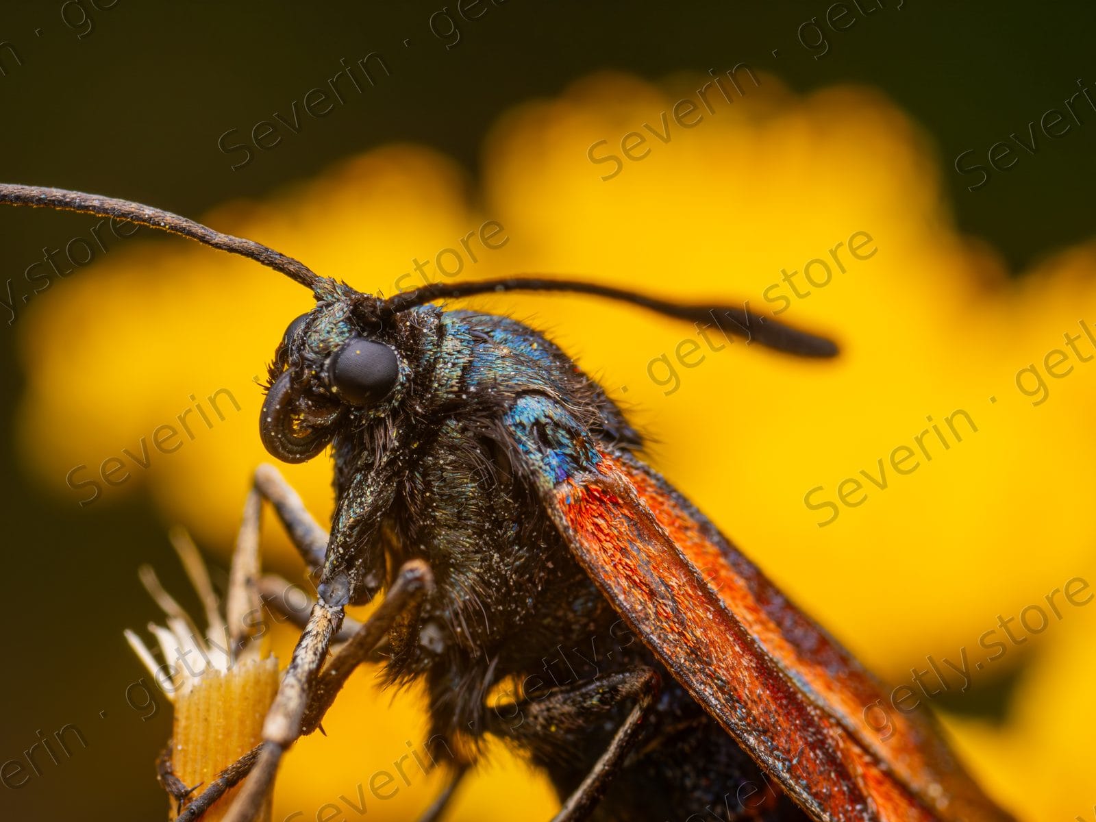 Burnet moth on a bright yellow flower