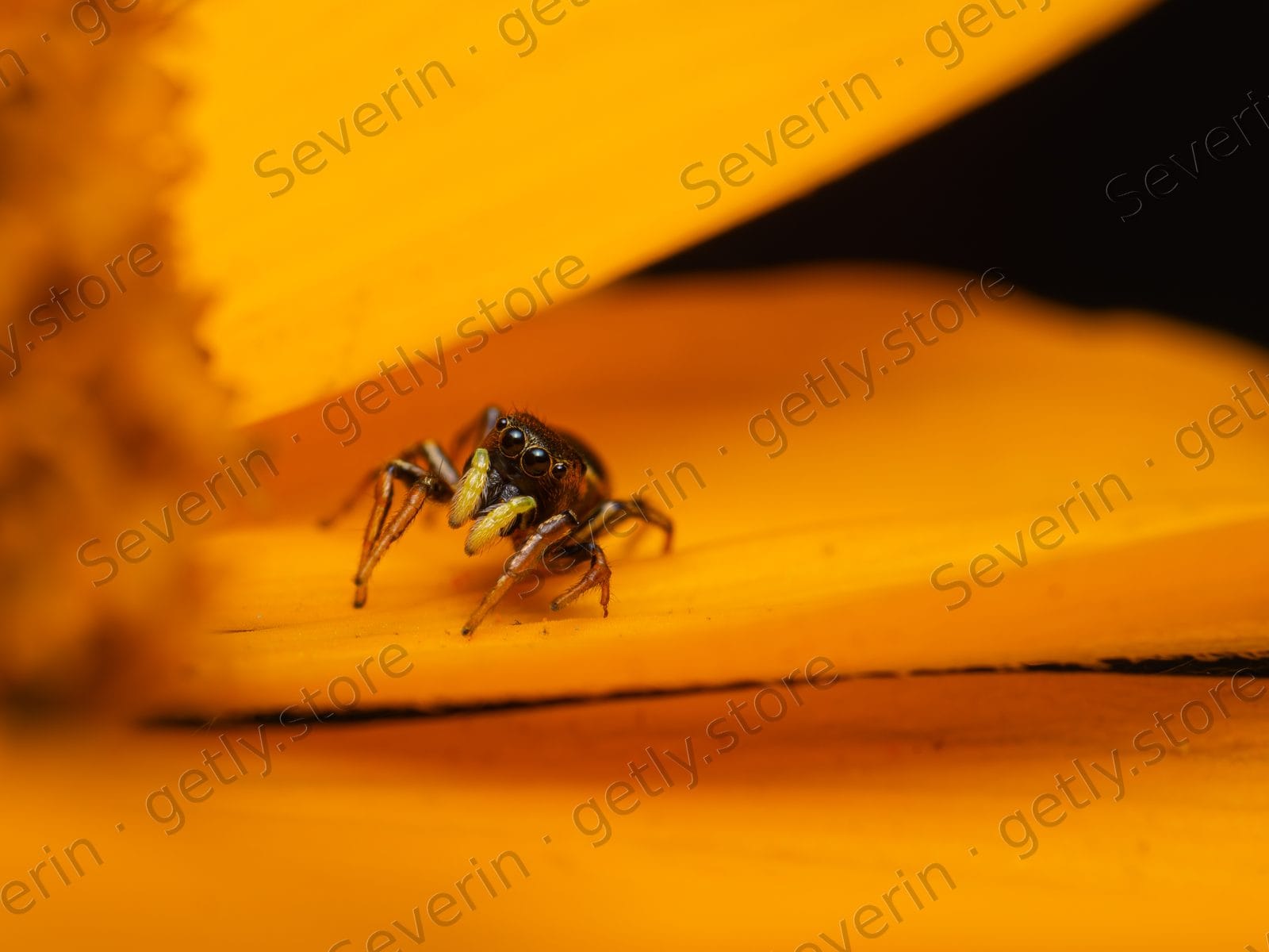 Tiny dark jumping spider on an orange petal