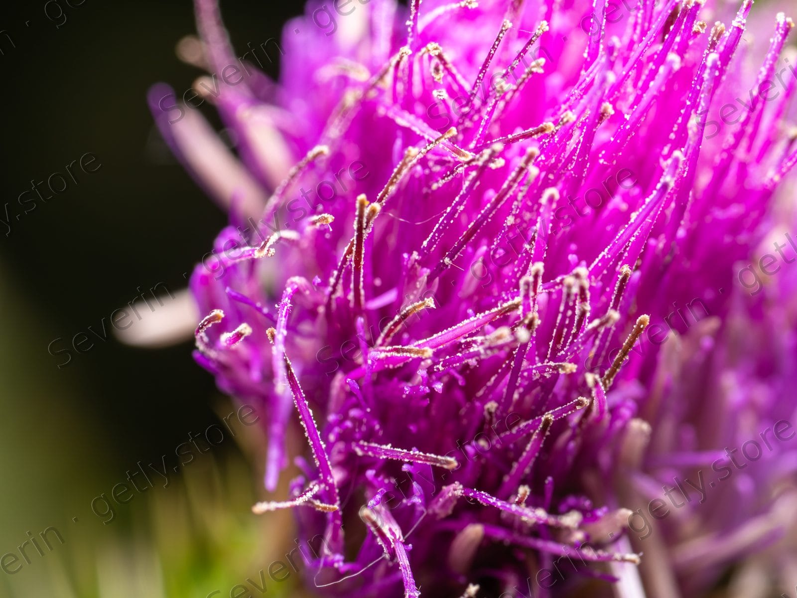 Magenta thistle flower in tight macro