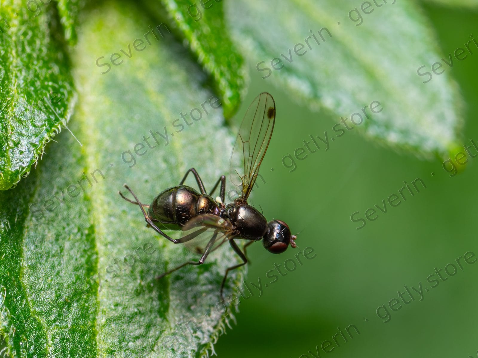 Tiny black ant crawling on a green leaf