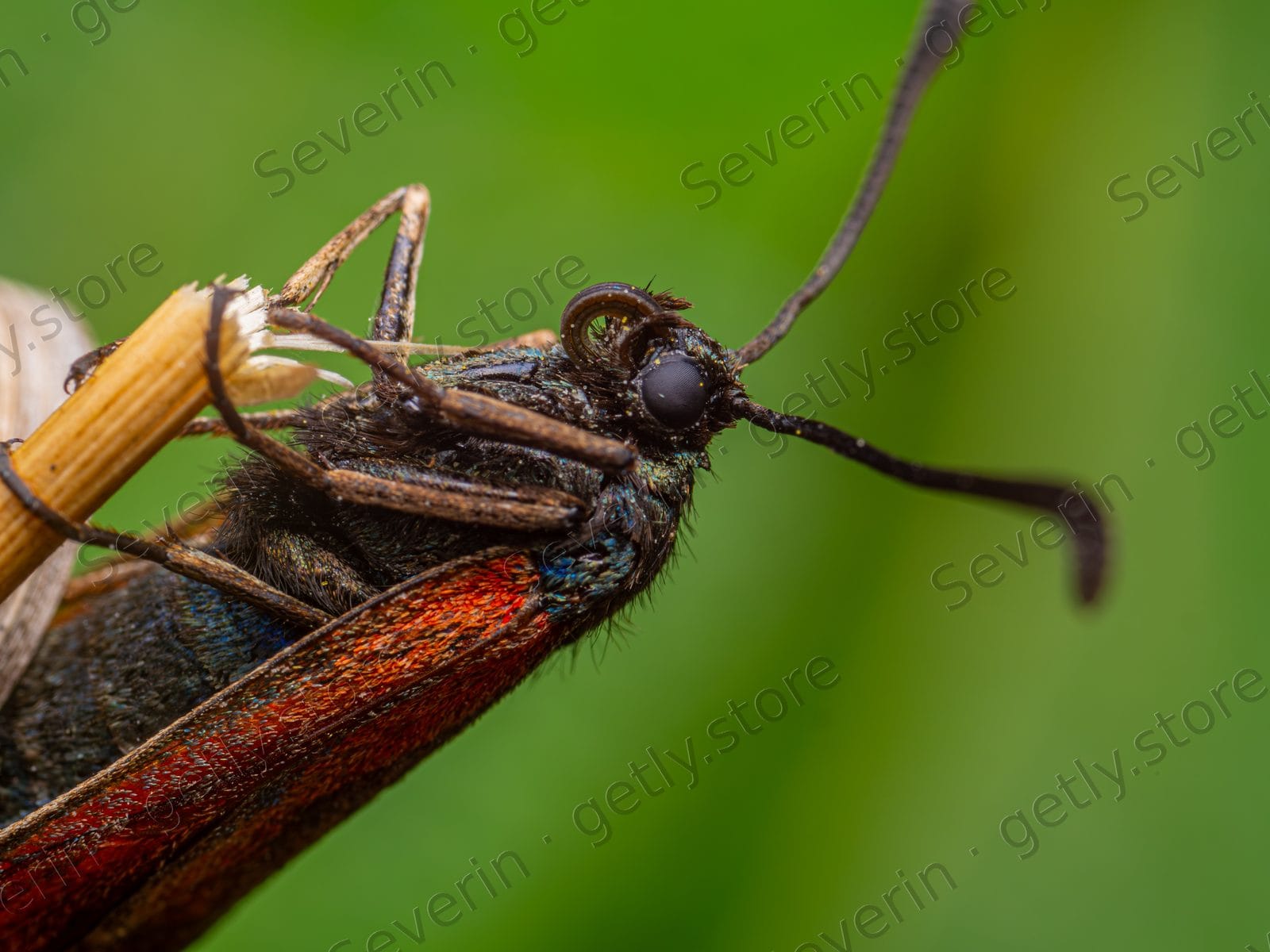 Six-spot burnet moth profile on a plant