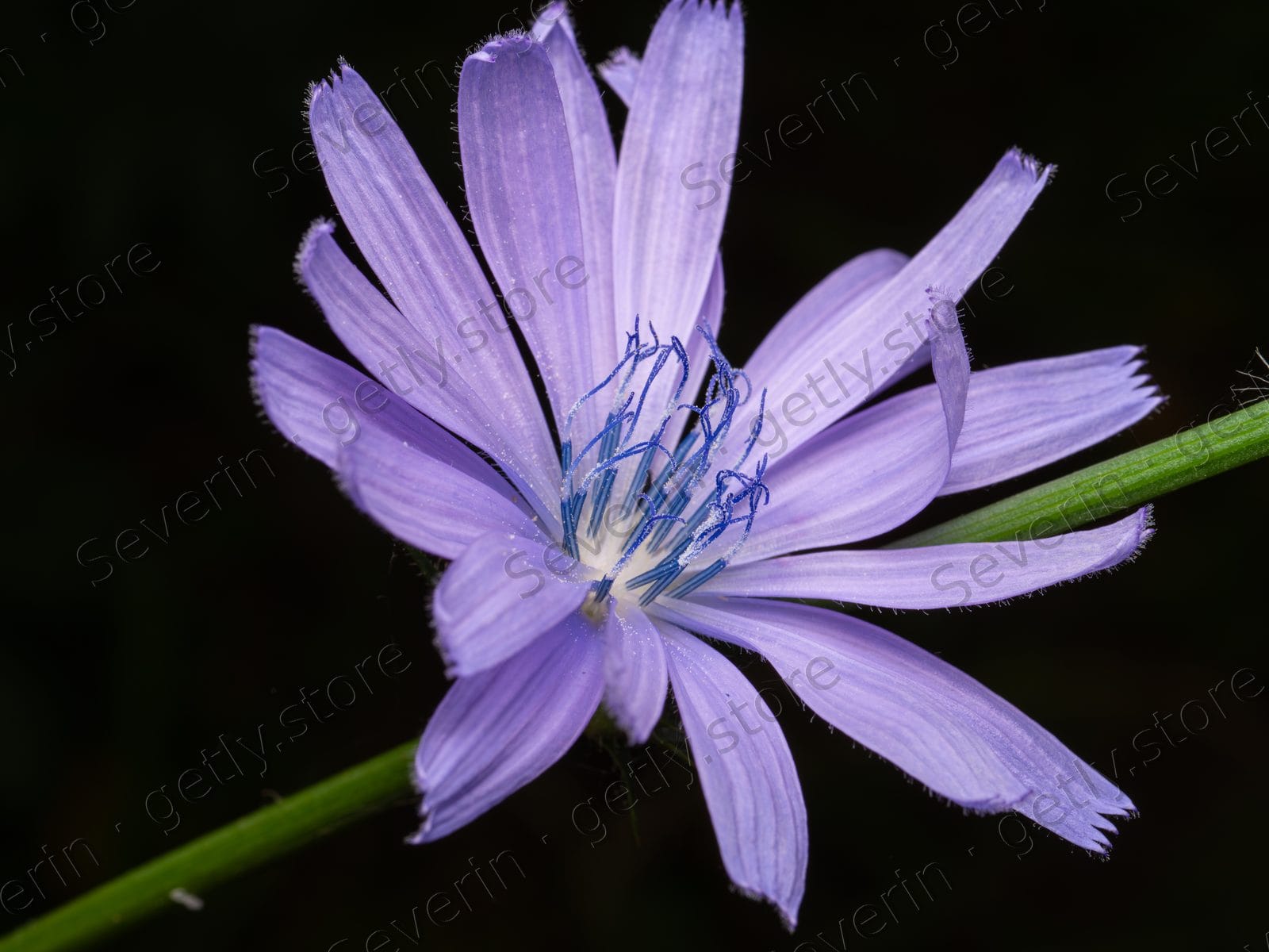 Purple chicory flower in full bloom
