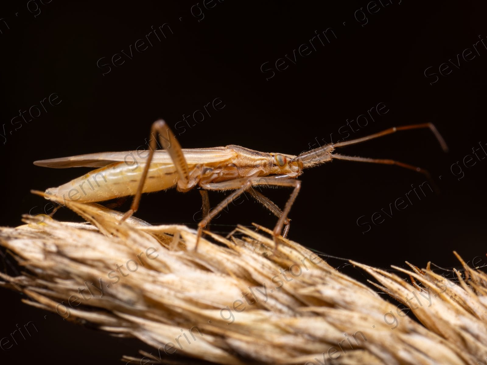 Slender tan damsel bug on a dry stem