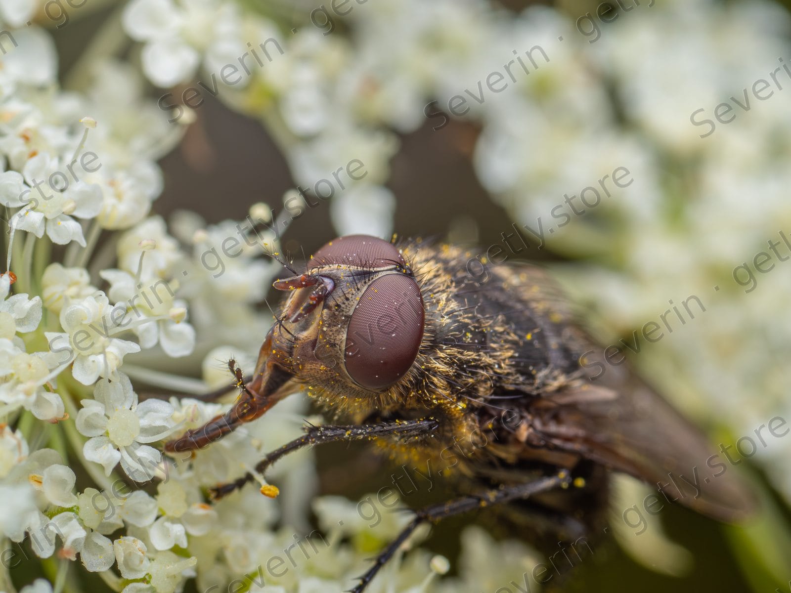 Hairy fly with large red eyes on white flowers