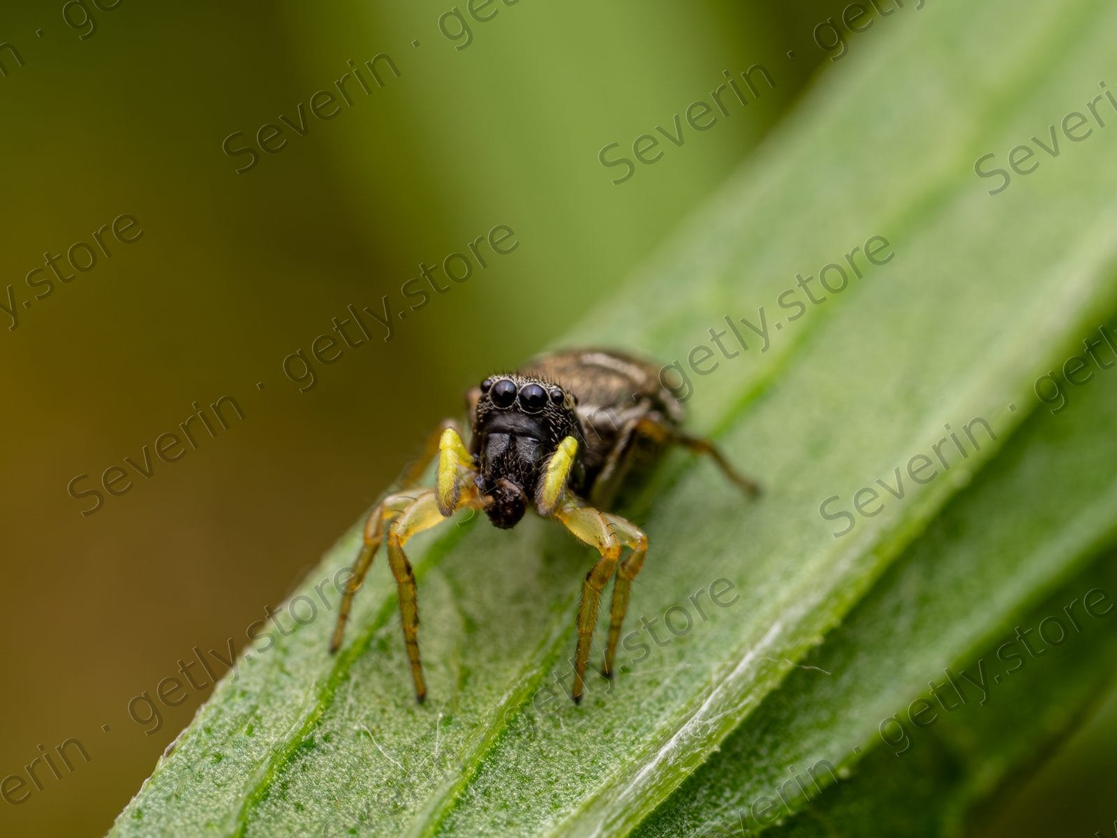 Small pale spider on a flat green leaf