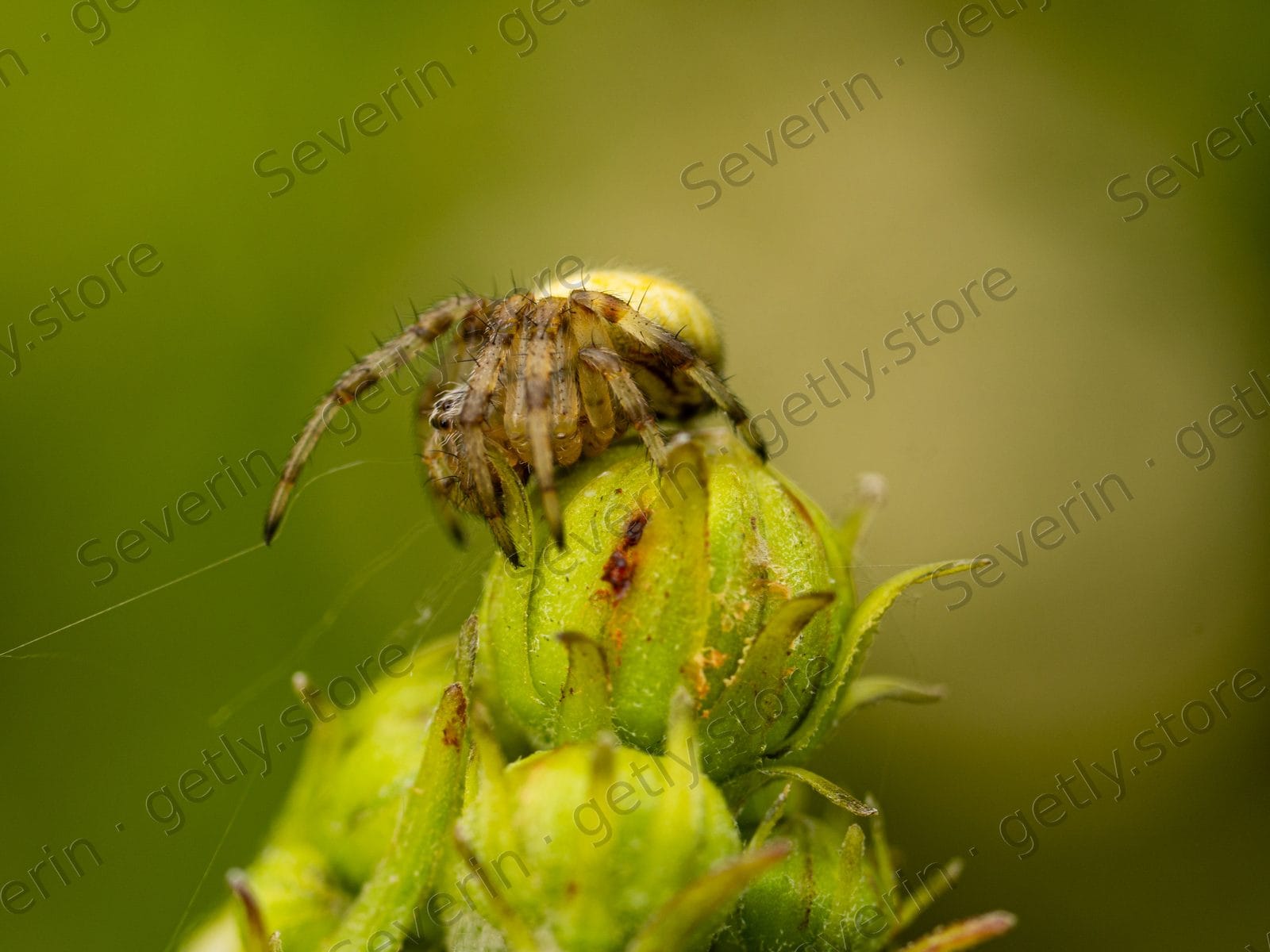 Pale crab spider waiting on a green flower bud