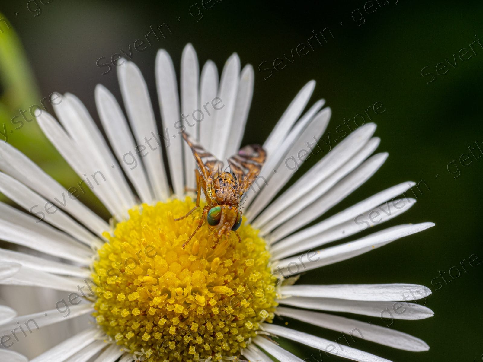 Tiny fly on the yellow center of a white daisy