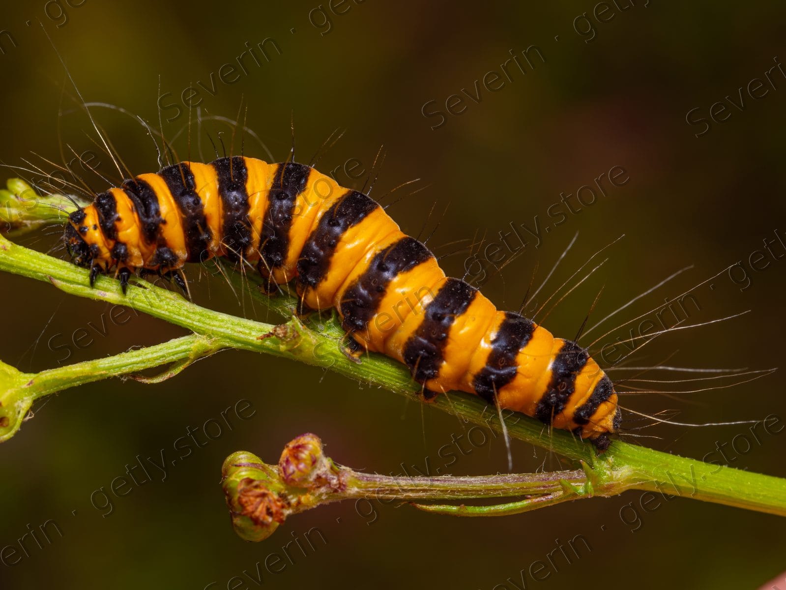 Cinnabar moth caterpillar on a green stem
