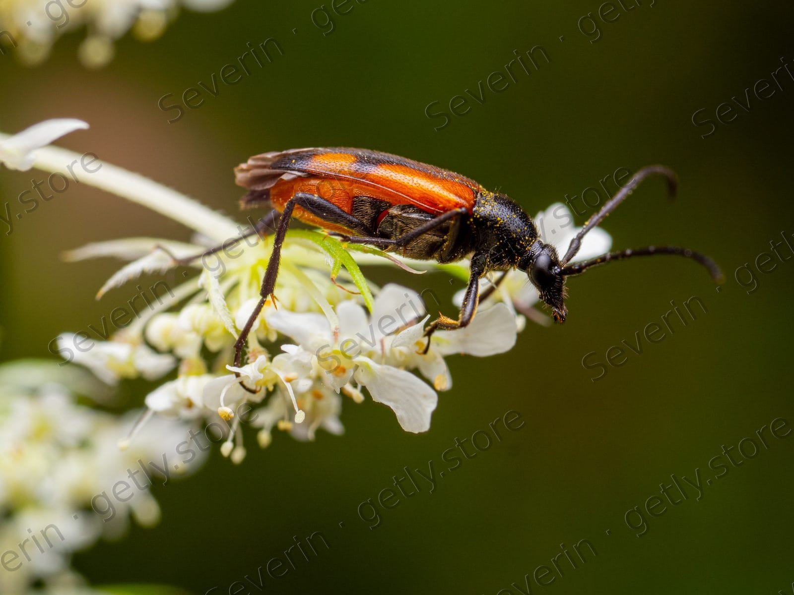 Orange soldier beetle on a white flower cluster