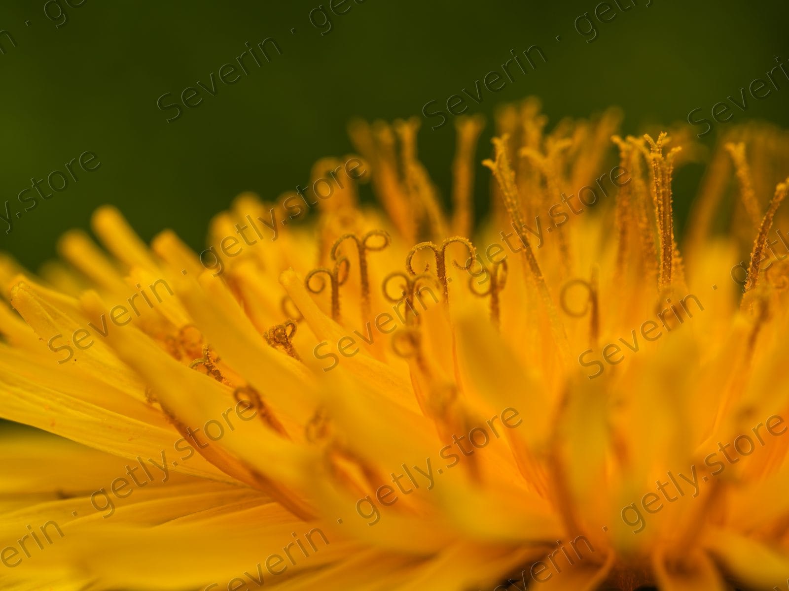 Yellow flower center stamens in extreme macro