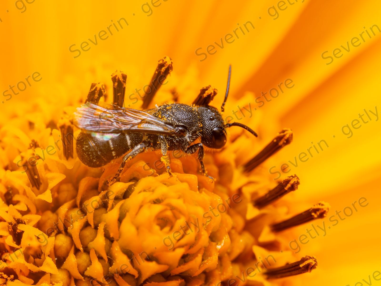 Small wild bee in a yellow flower center