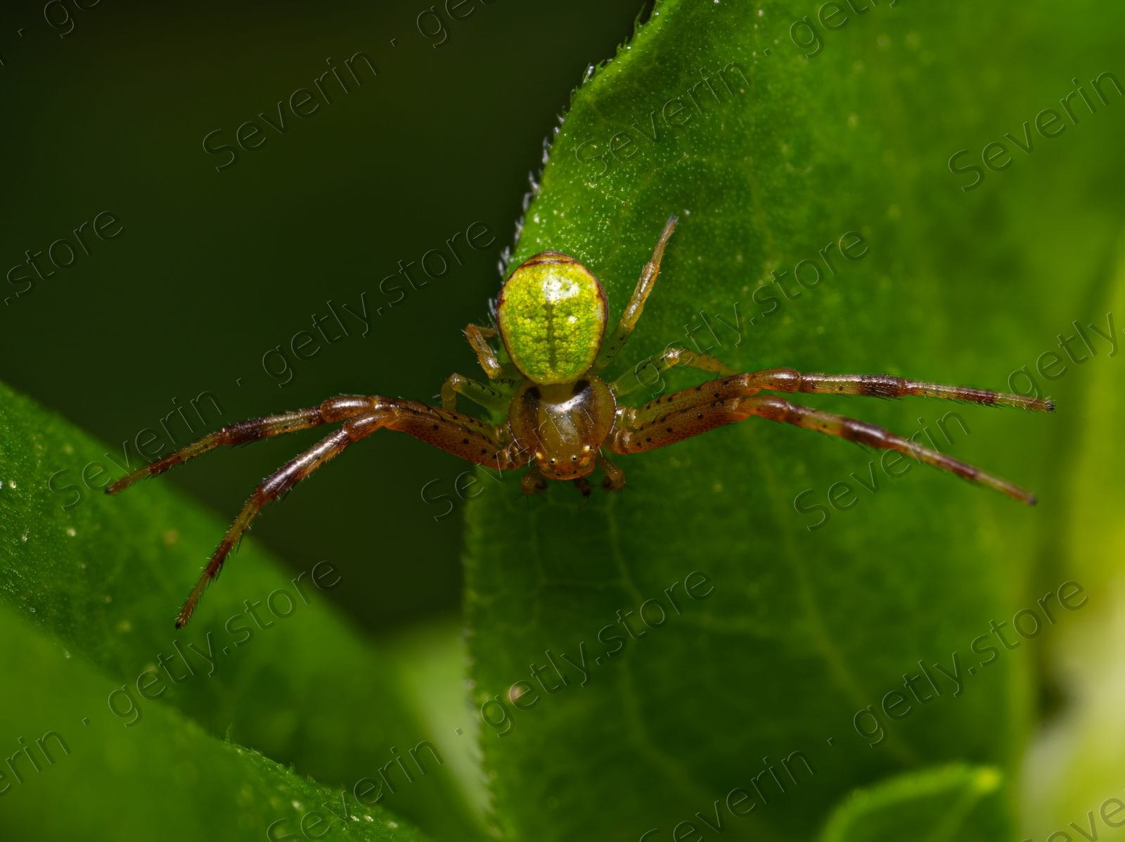 Green crab spider camouflaged on a green leaf