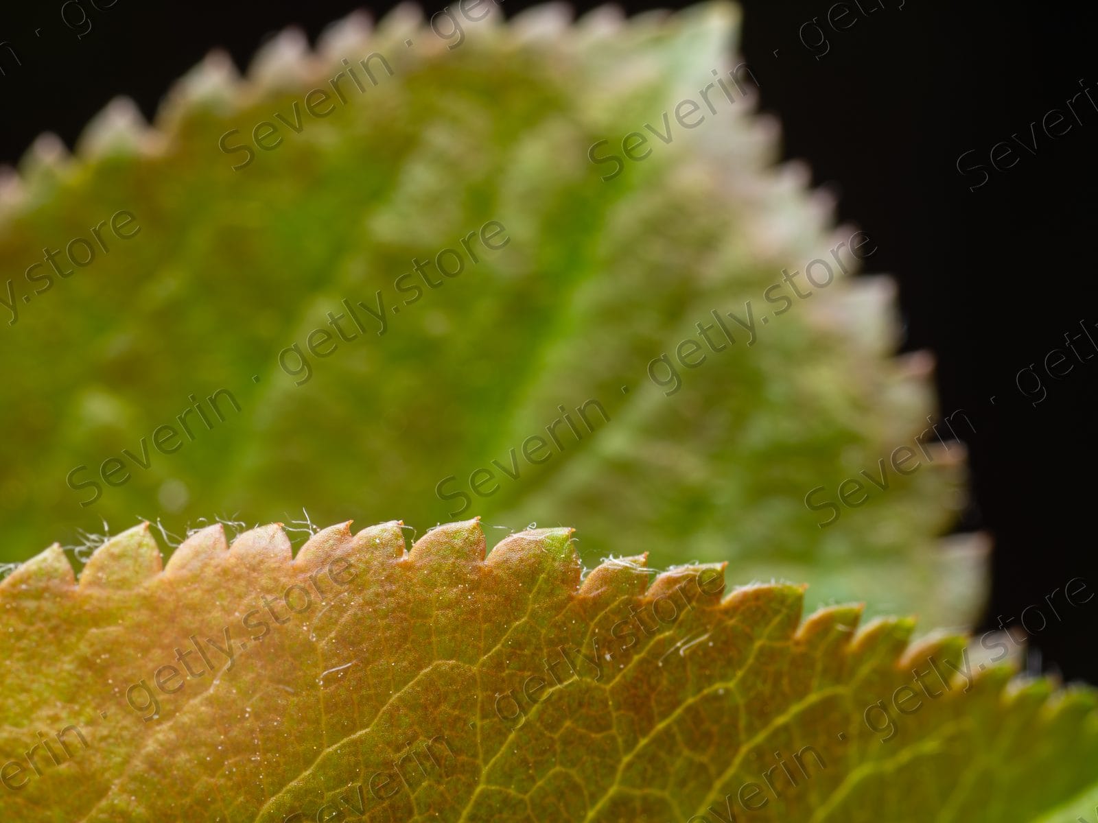 Serrated green leaf edge with fine hairs