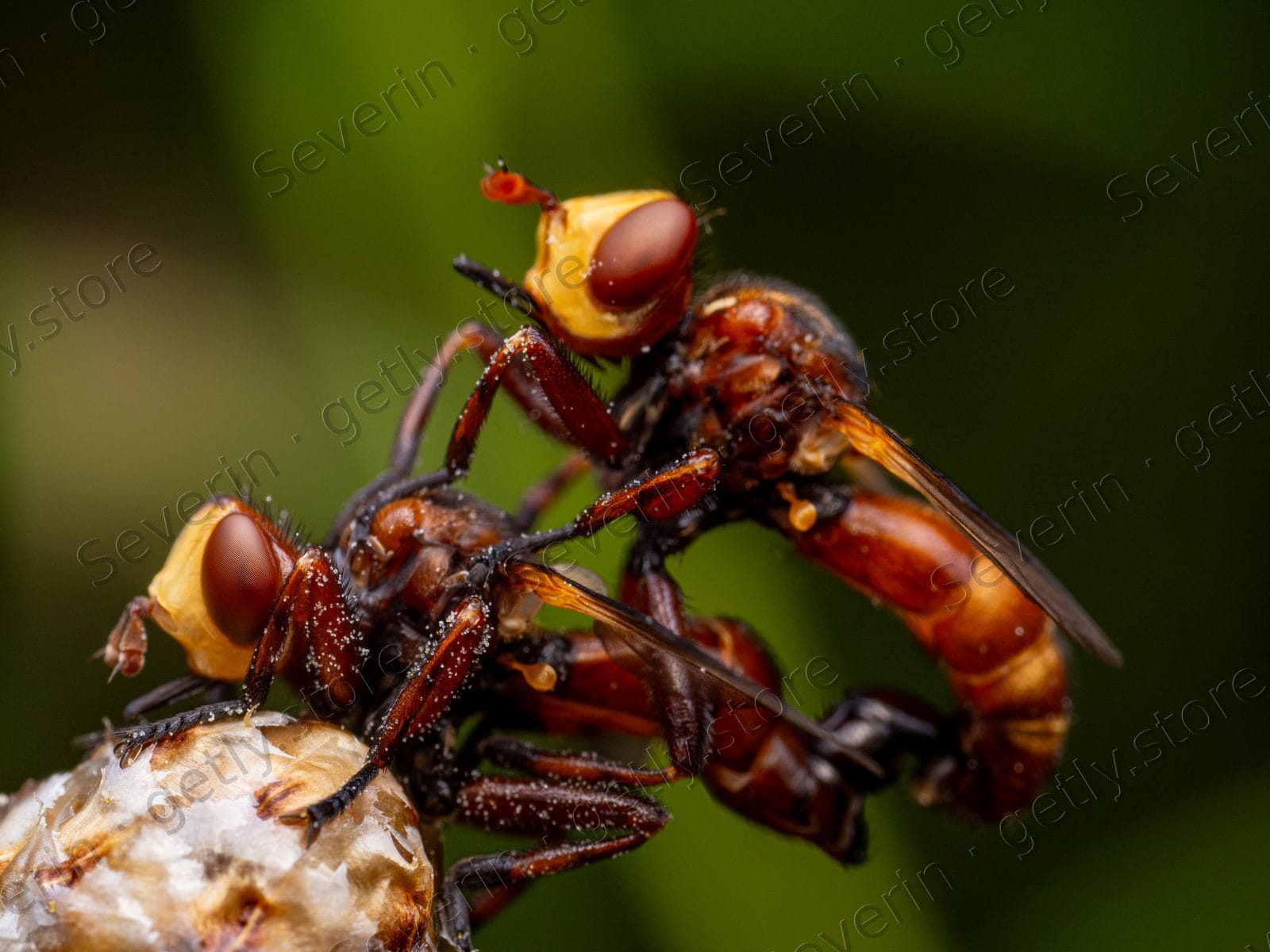 Mating thick-headed flies on a plant bud