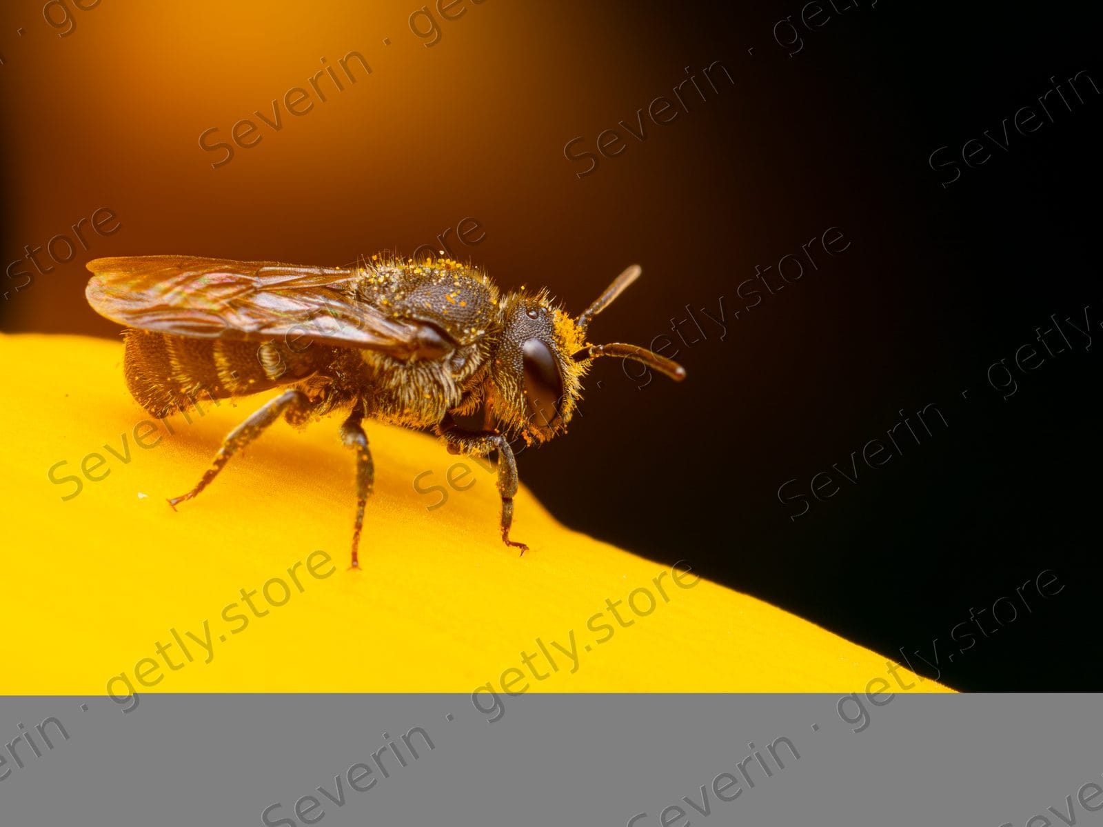 Side profile of a bee on a yellow flower
