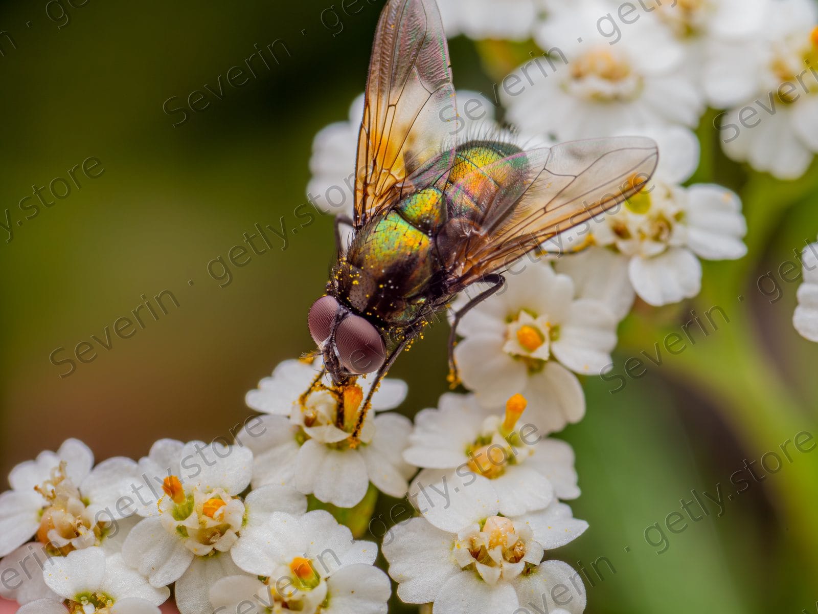 Metallic hoverfly feeding on white blossoms