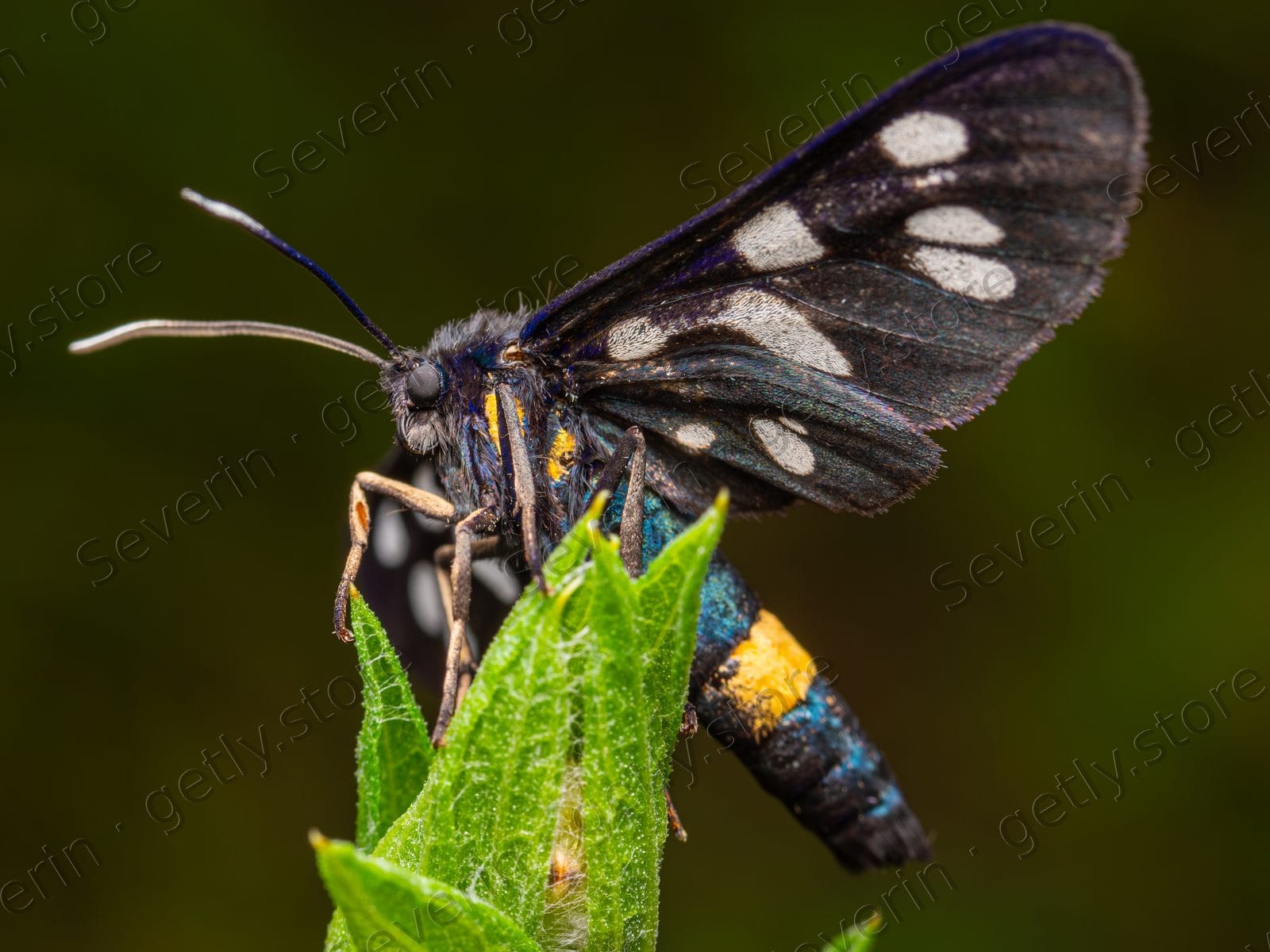 Nine-spotted moth on a green plant bud