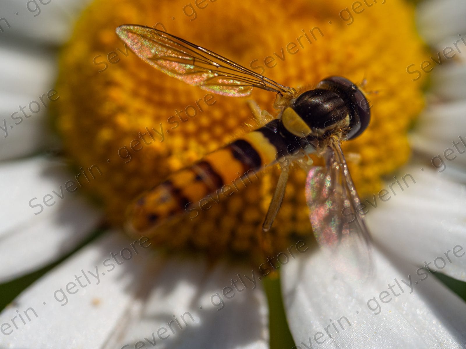Hoverfly on the yellow center of a white daisy