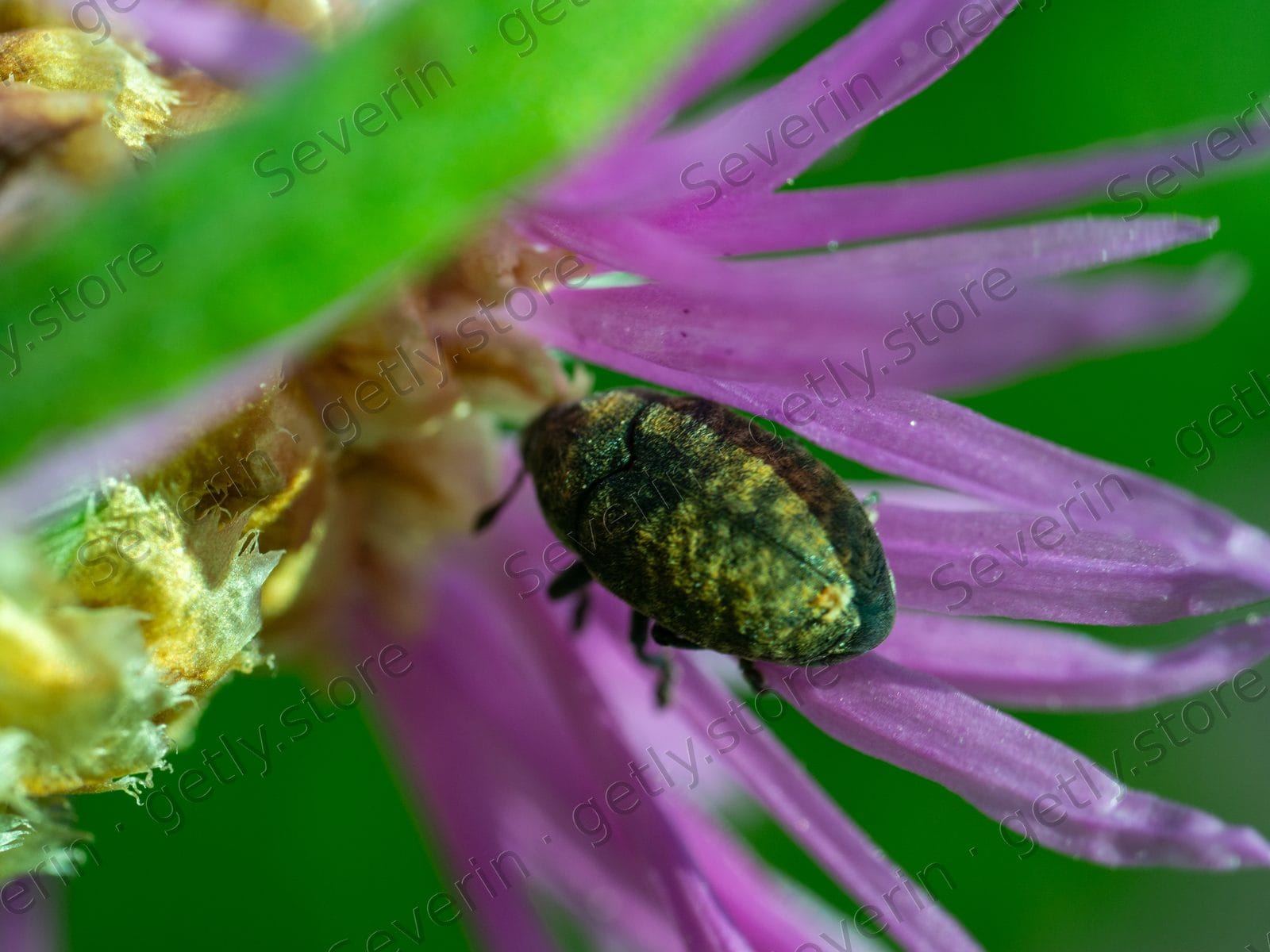Metallic green beetle on purple flower petals