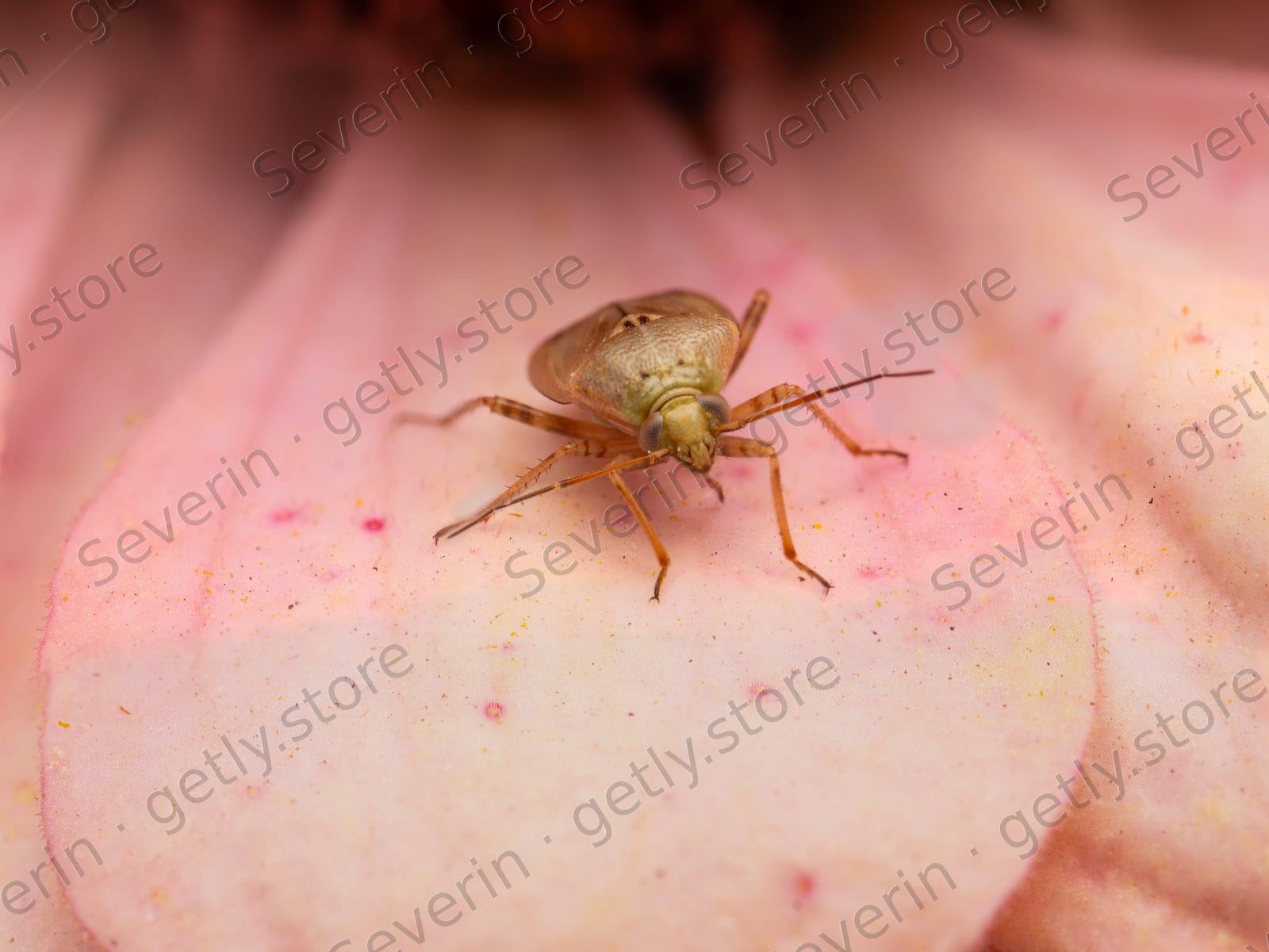 Tiny shield bug nymph on a pink petal