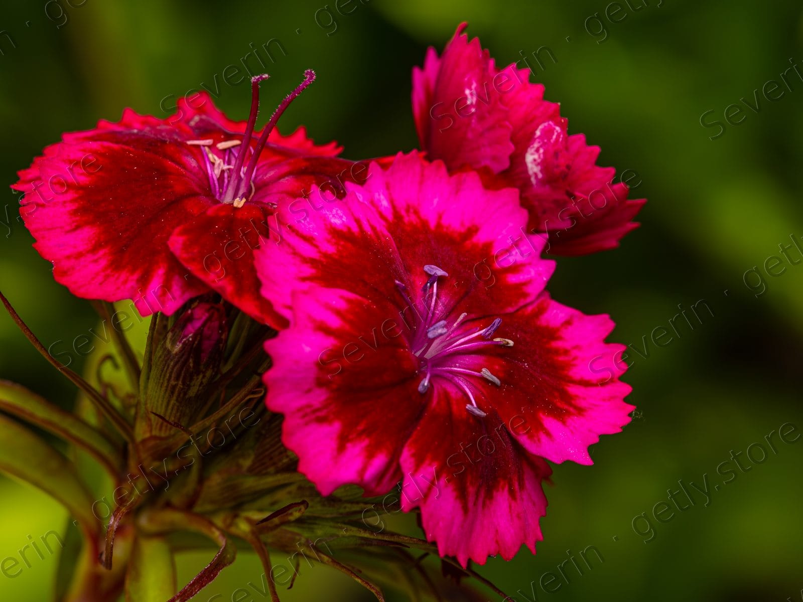 Vibrant pink fringed flowers in macro