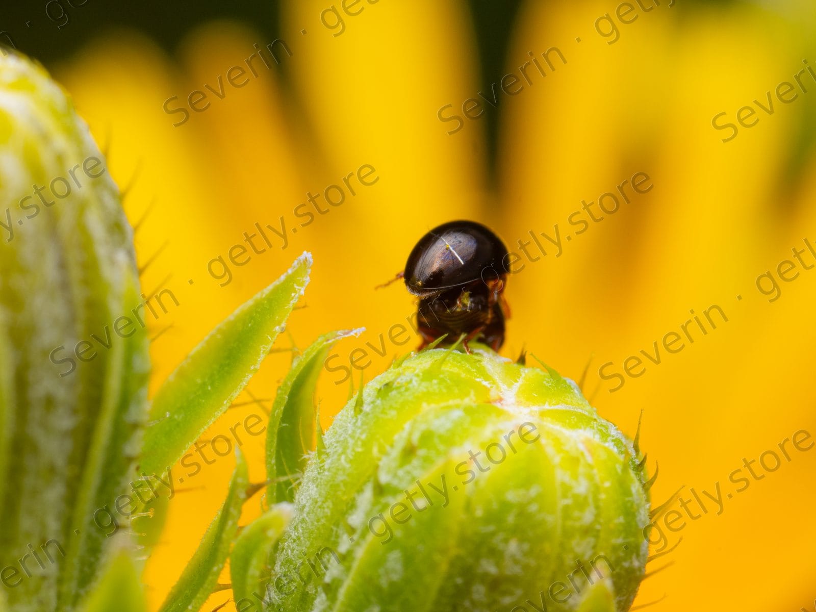 Tiny shiny black beetle on a green flower bud