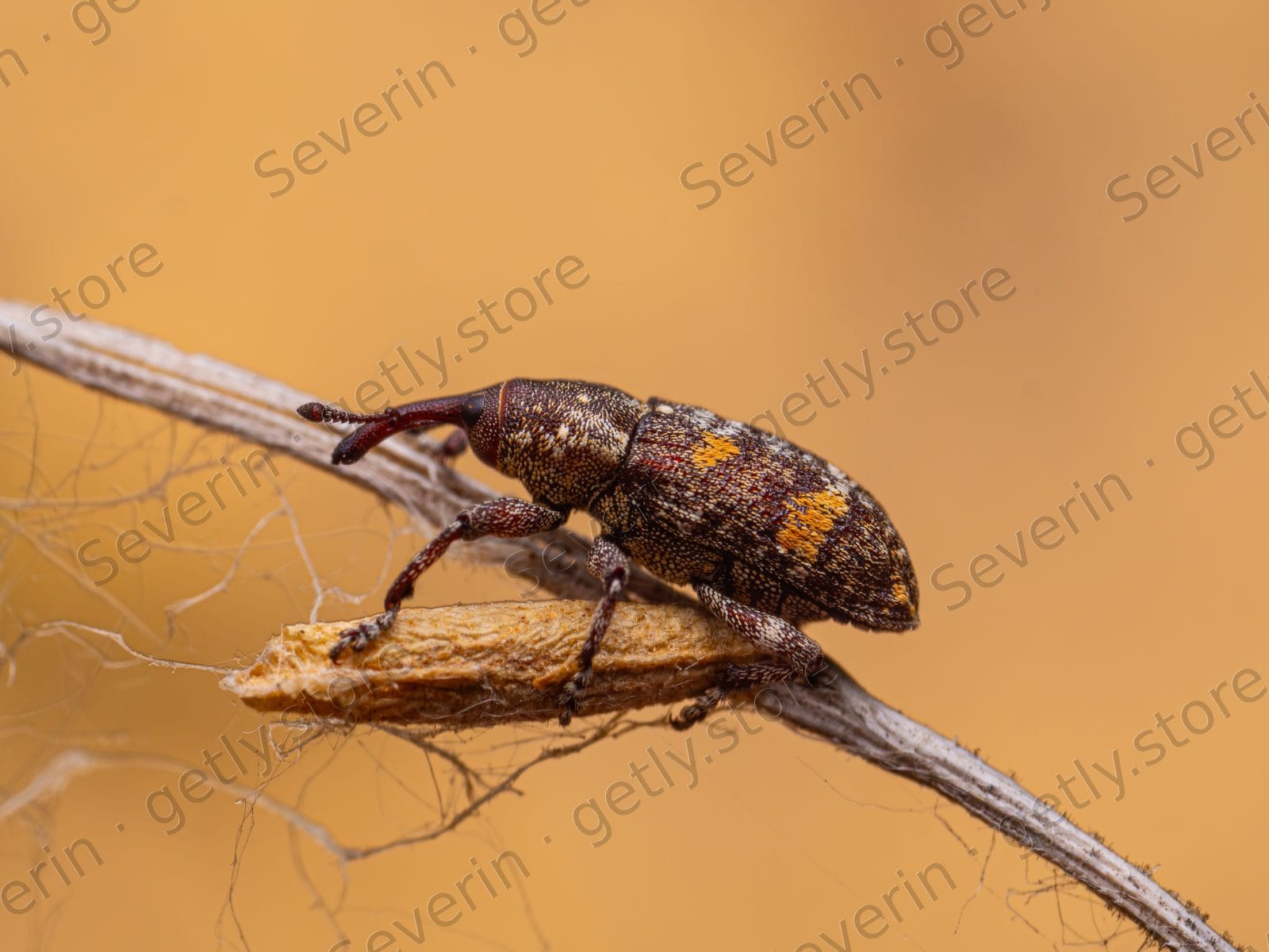 Mottled brown weevil on a dry twig