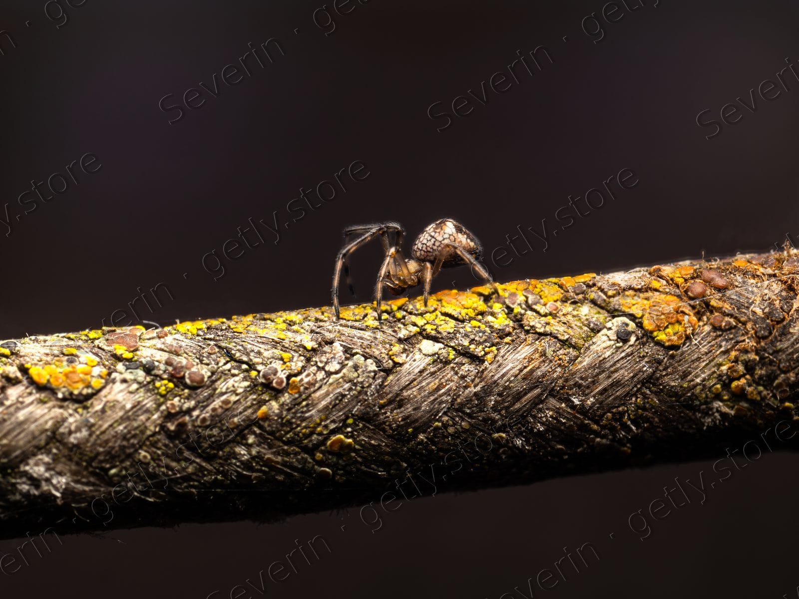 Small spider crawling along a thick textured rope