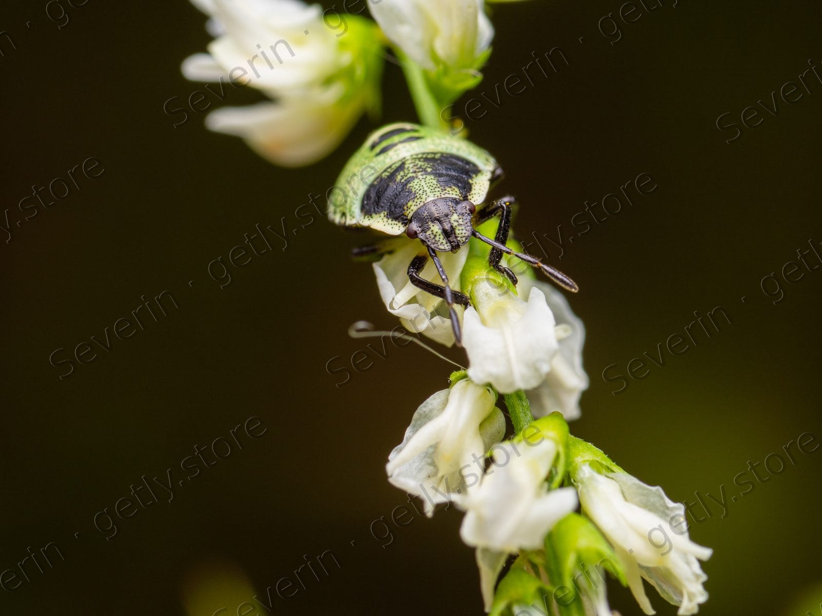 Green shield bug on a white flower cluster