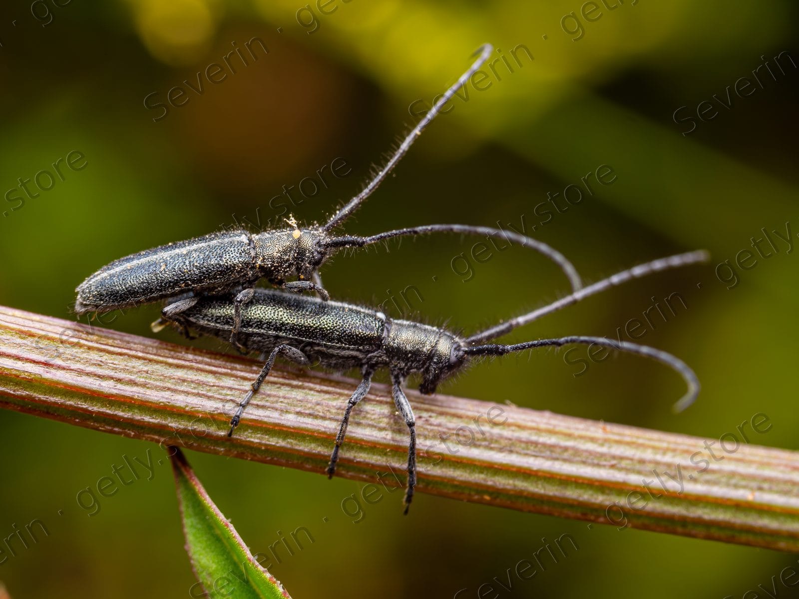Longhorn beetles mating on a dry twig