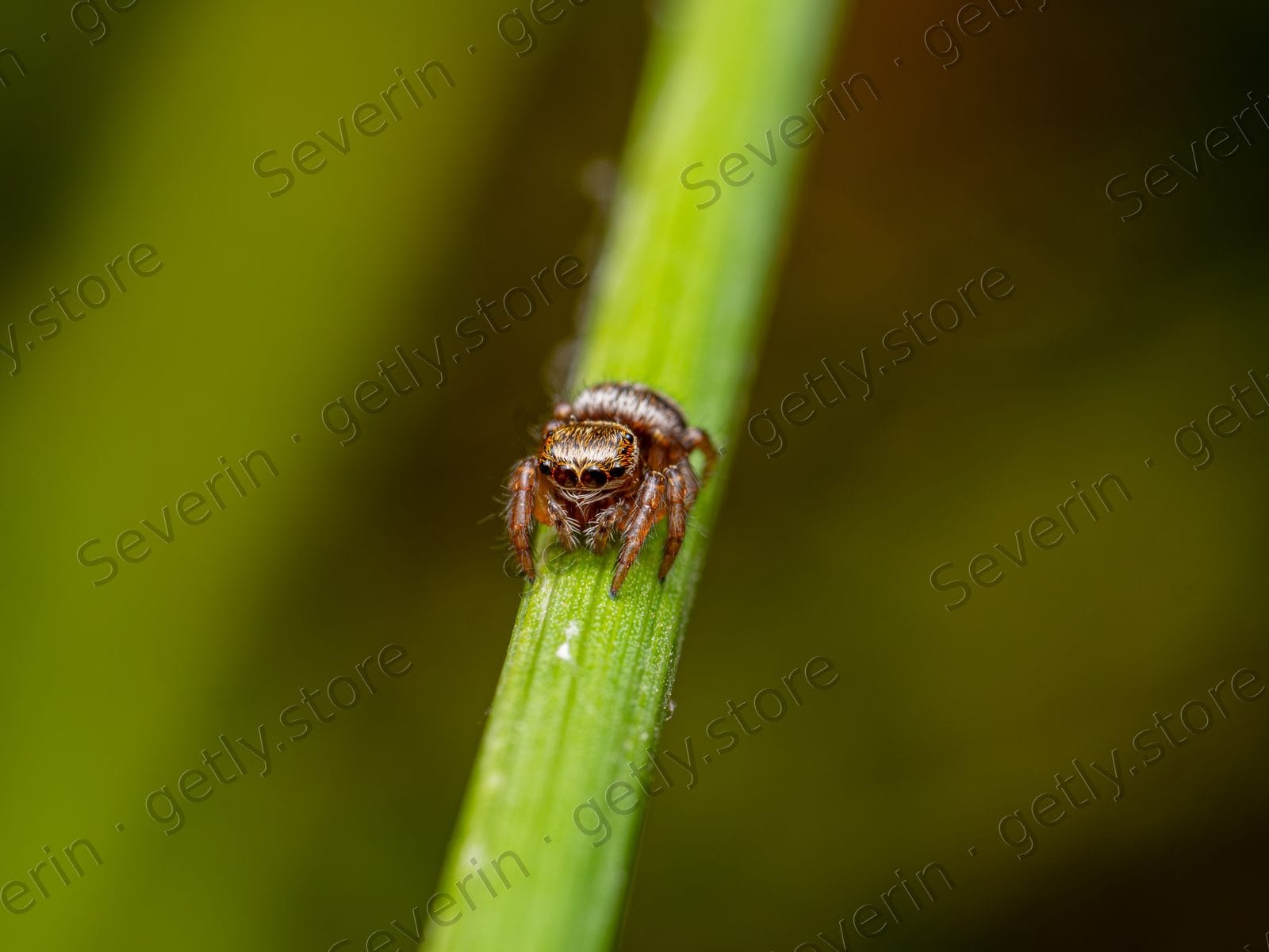 Small brown jumping spider on a green stem