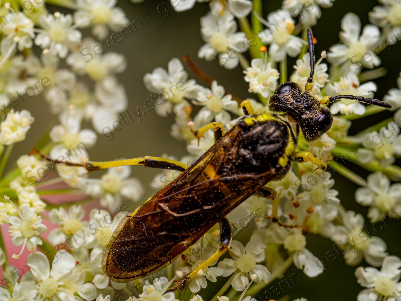 Black and yellow wasp on tiny white flowers