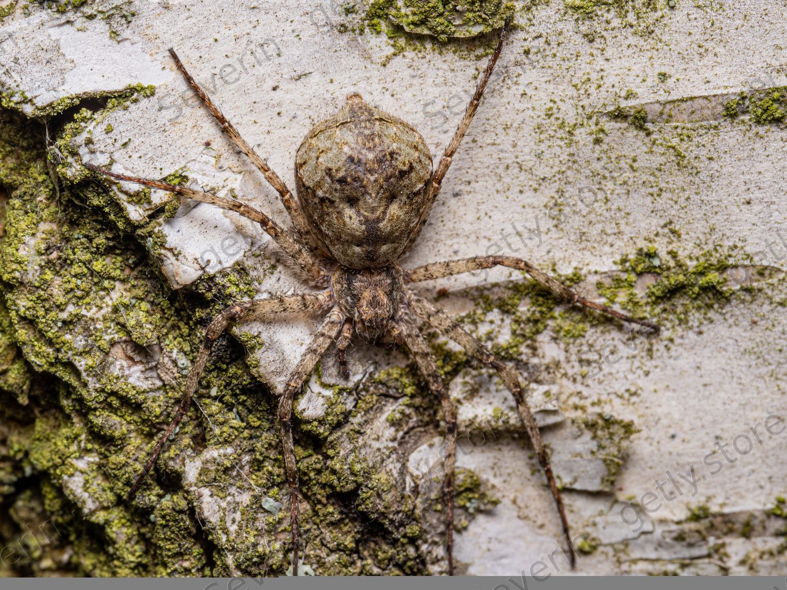 Crab spider camouflaged on pale tree bark