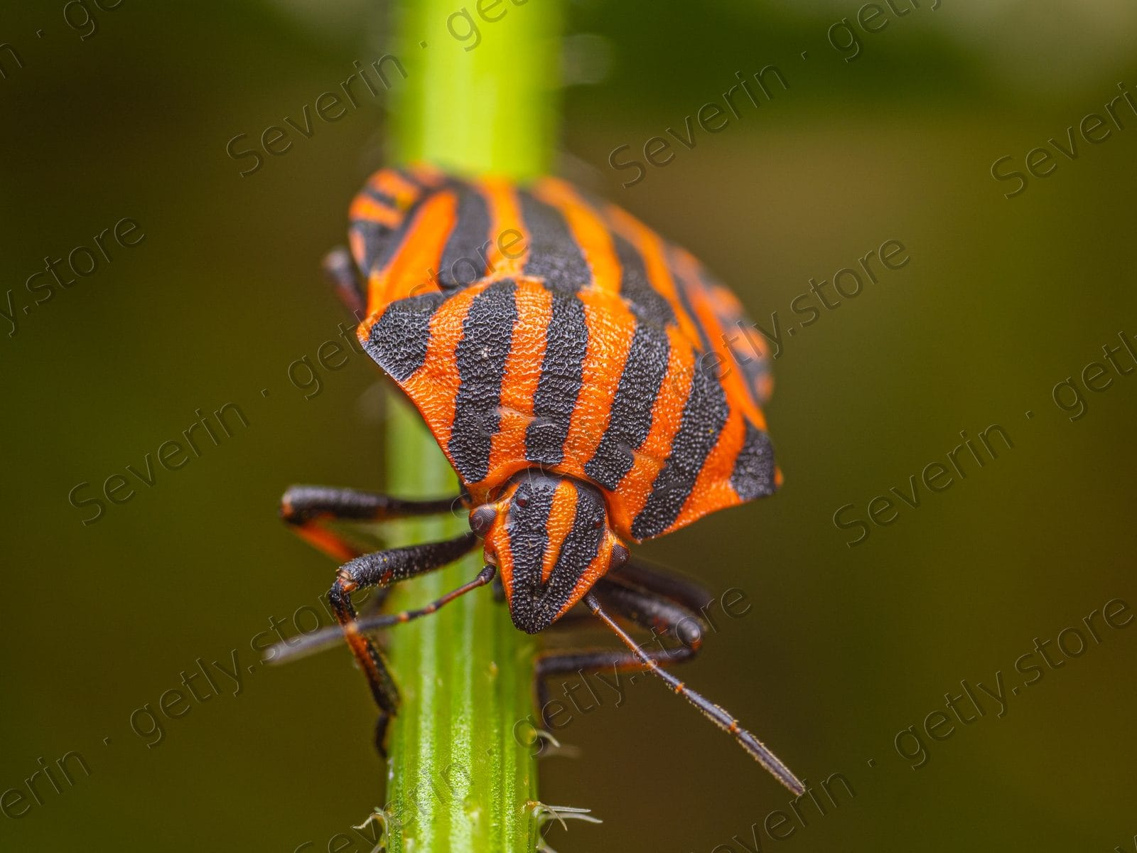 Striped shield bug clinging under a green stem