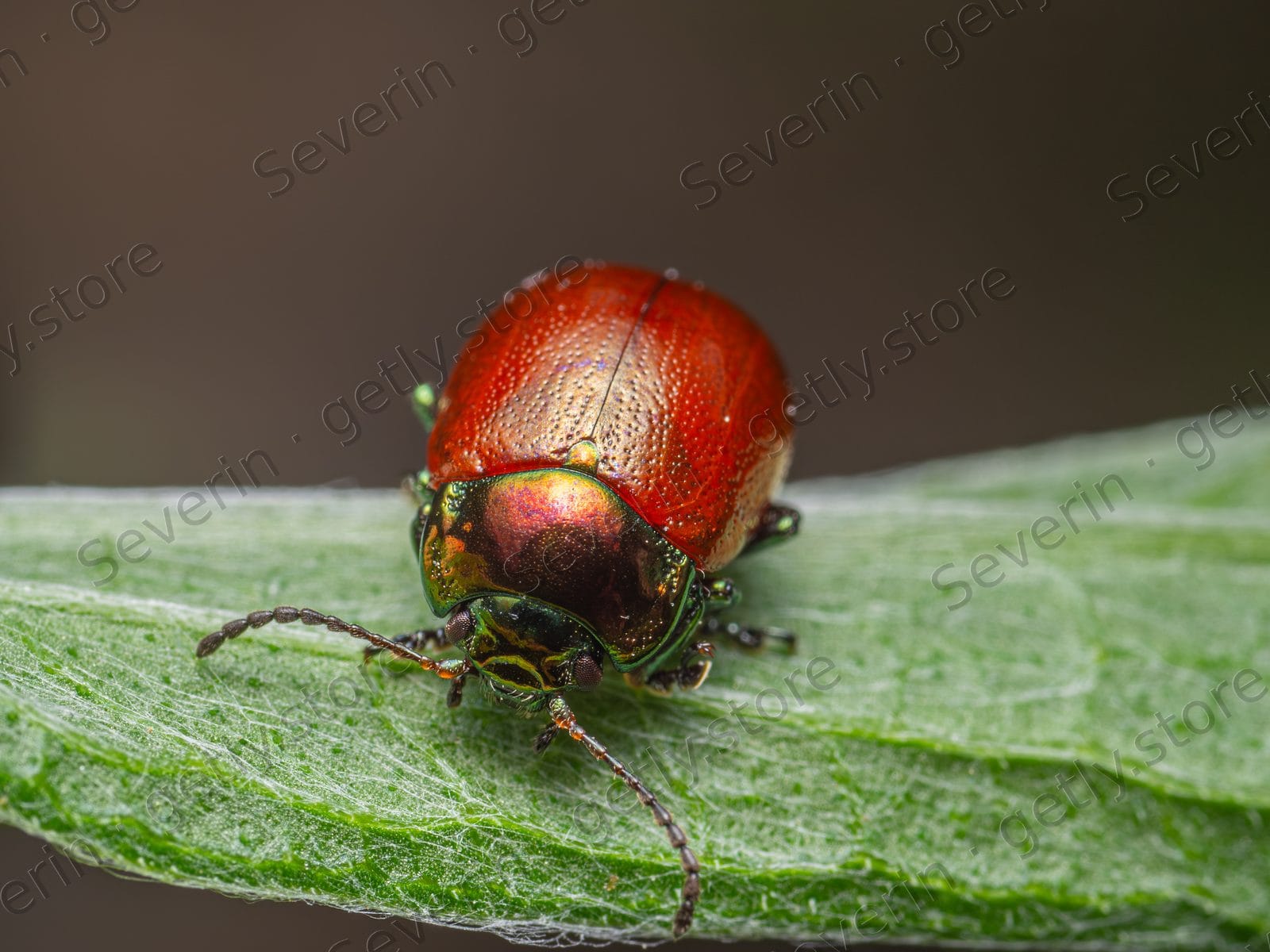 Metallic red leaf beetle on green foliage