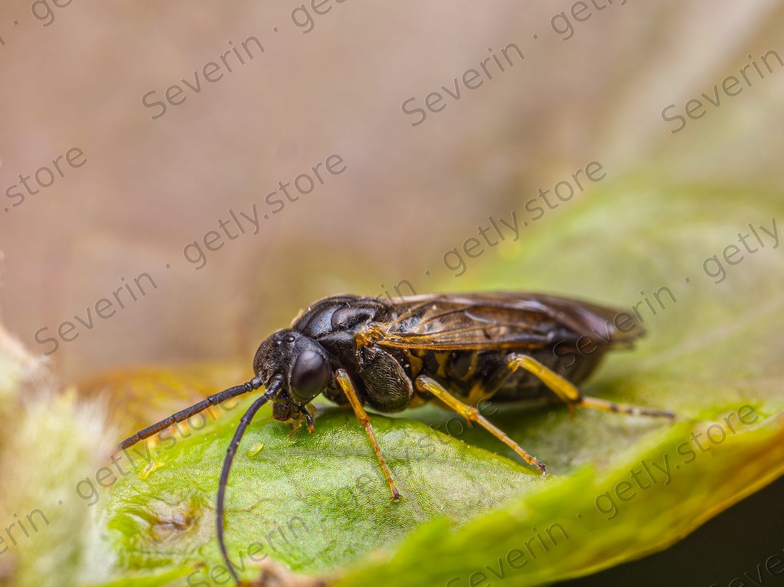 Black sawfly with yellow legs on a green leaf