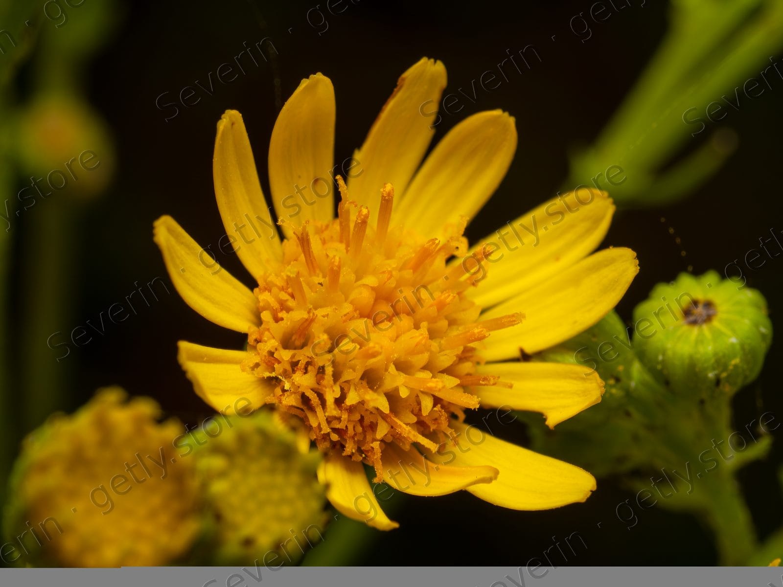 Vibrant yellow wild daisy flowers in macro