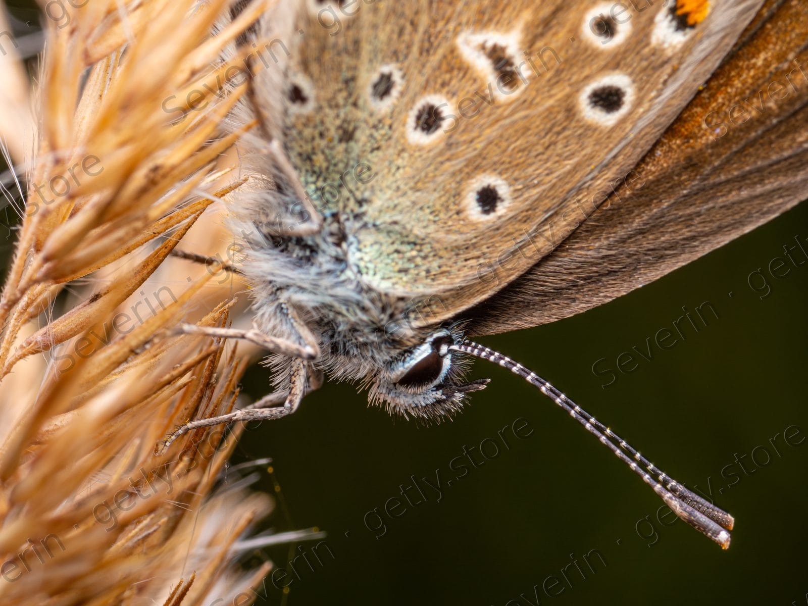 Brown spotted butterfly on dried grass