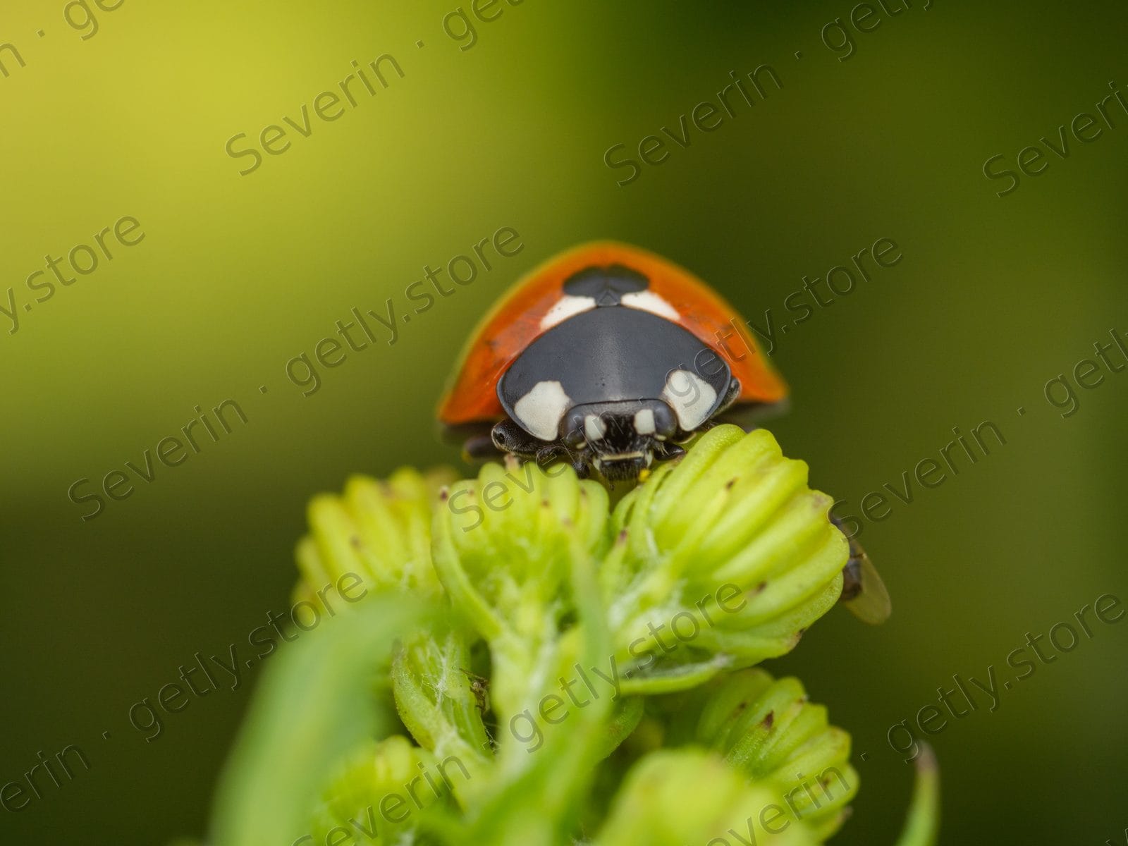Seven-spot ladybug on green flower buds