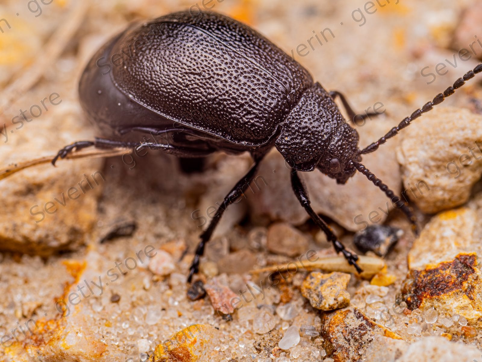 Dark textured beetle crawling on sandy ground