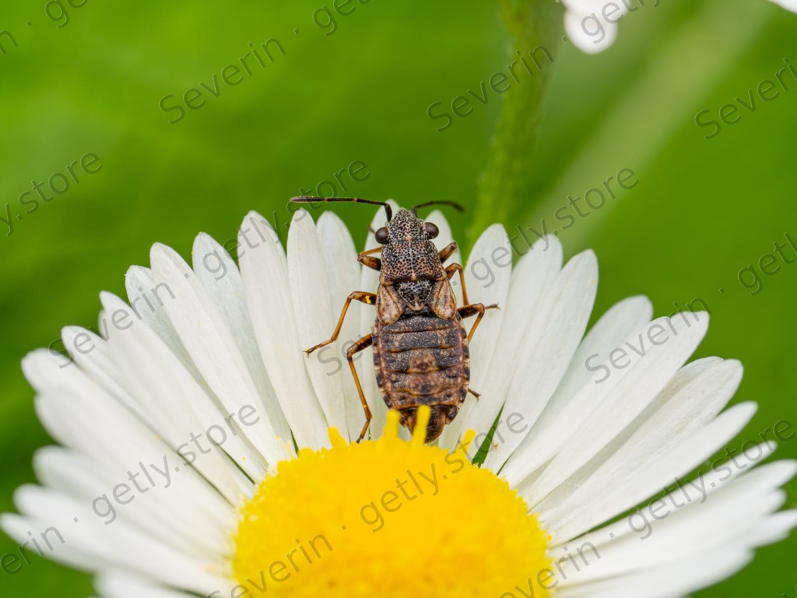 Small brown insect on white daisy petals