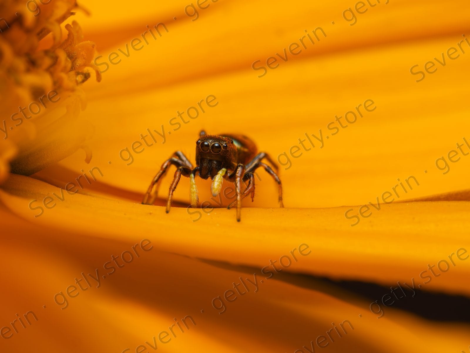 Small jumping spider on a smooth yellow petal