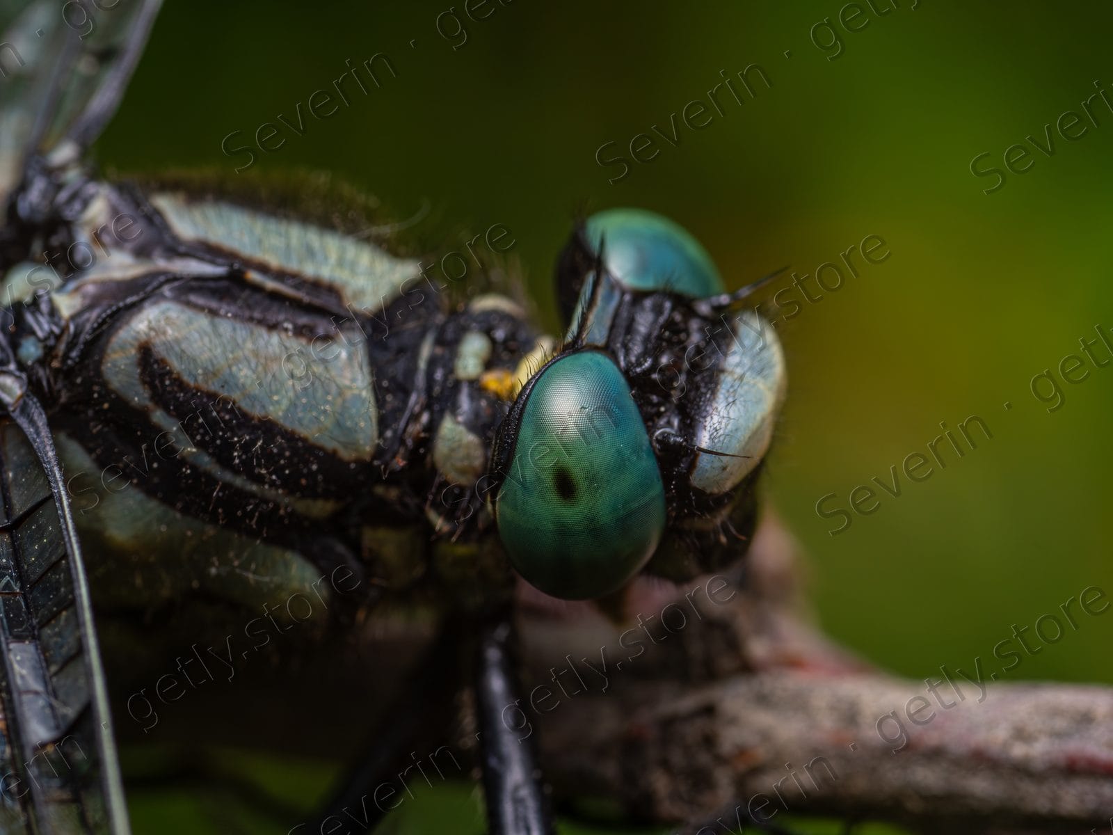 Extreme macro of dragonfly head and compound eyes