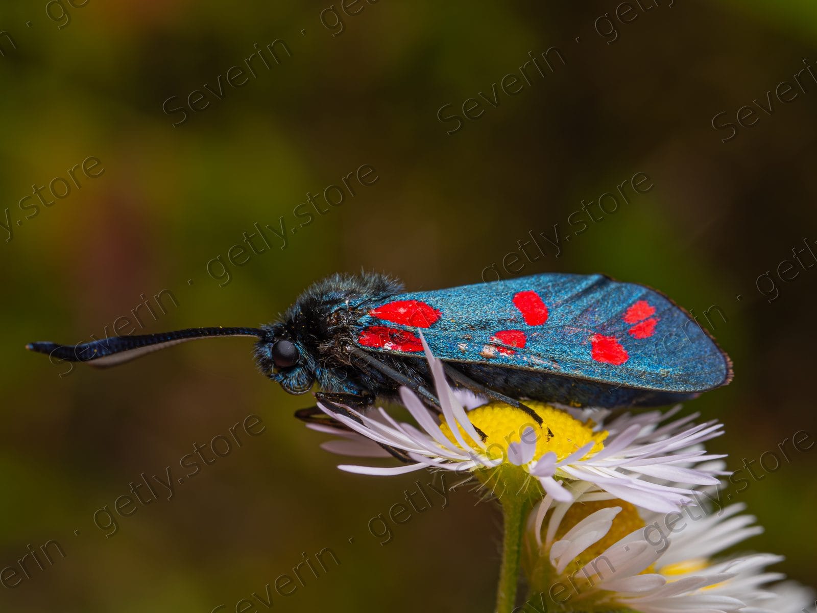 Six-spot burnet moth side view on white petals