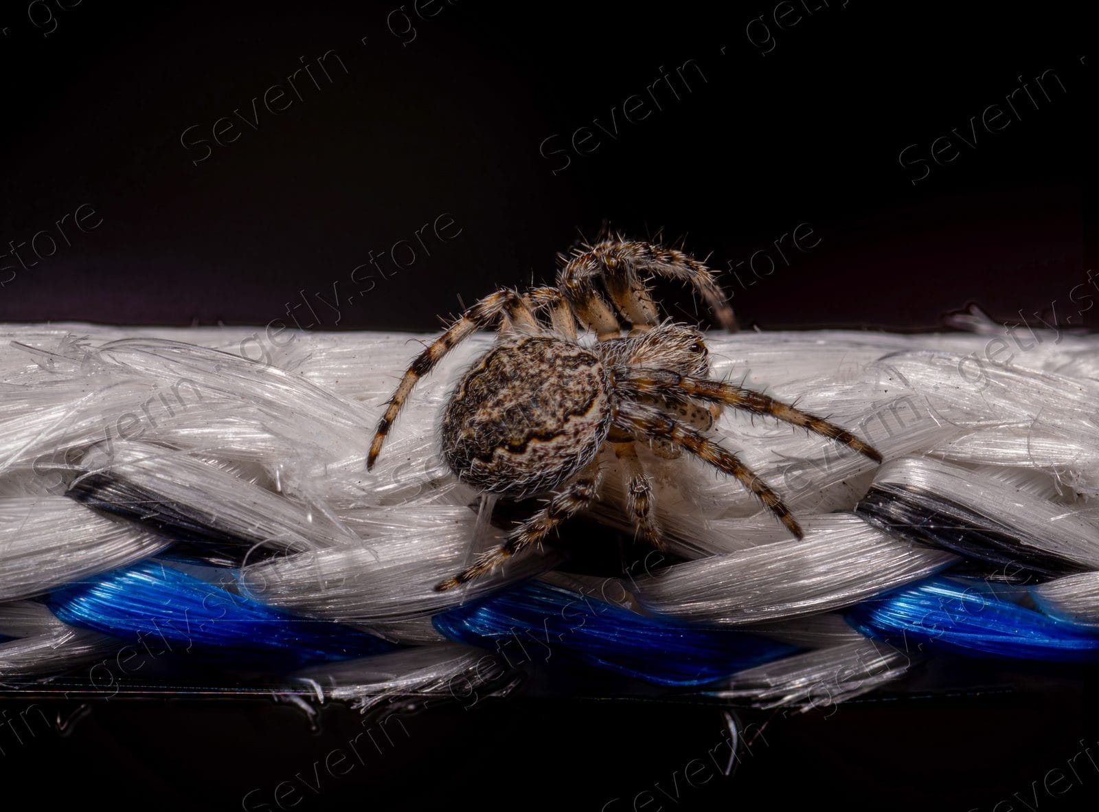 Textured brown spider on blue-white braided rope